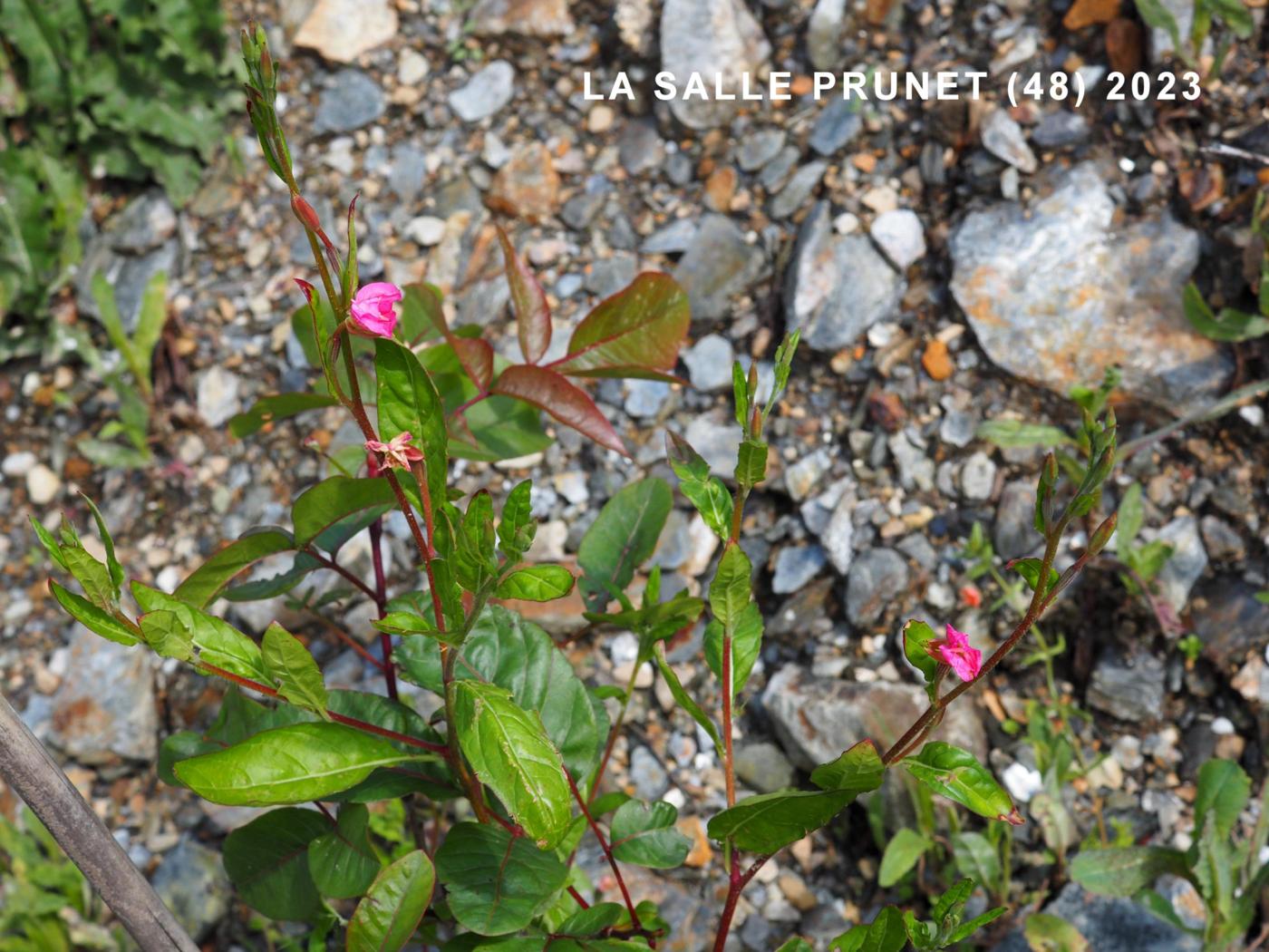 Evening Primrose, Rosy plant